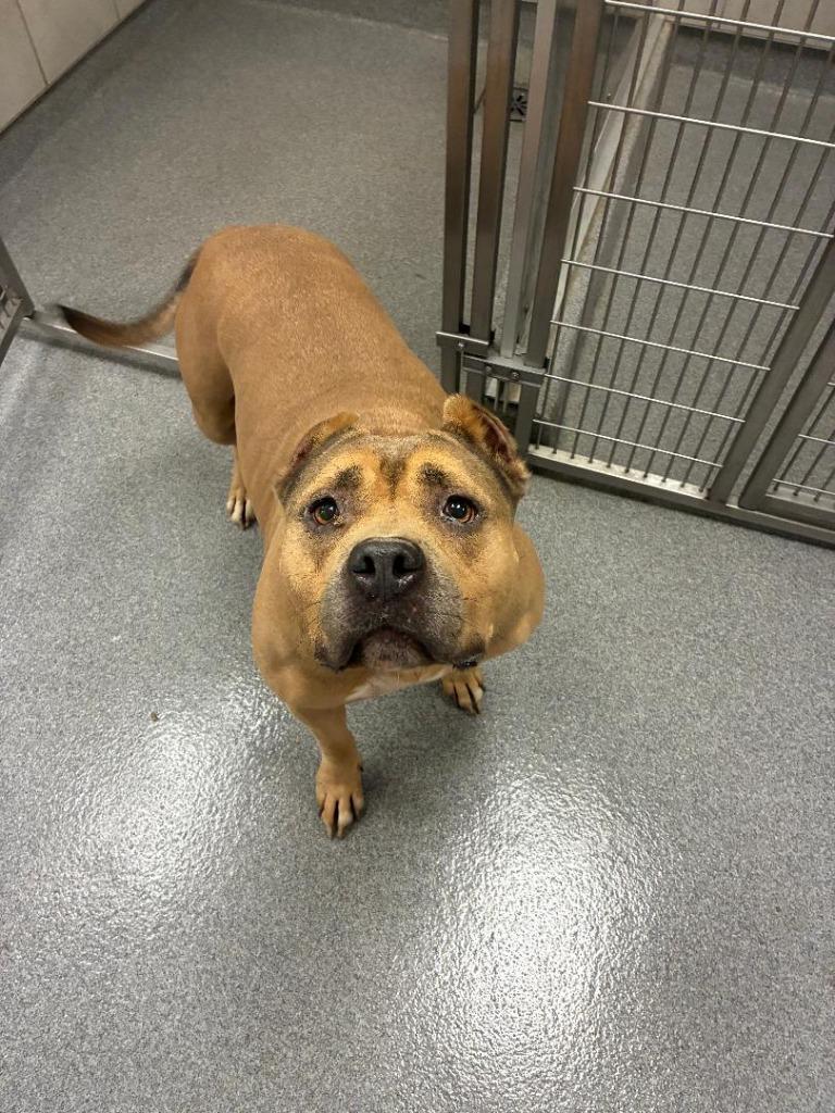 Enlarge Taryn Yrly 351, a Adoptable mixed breed in Sidney, OH image 1/6