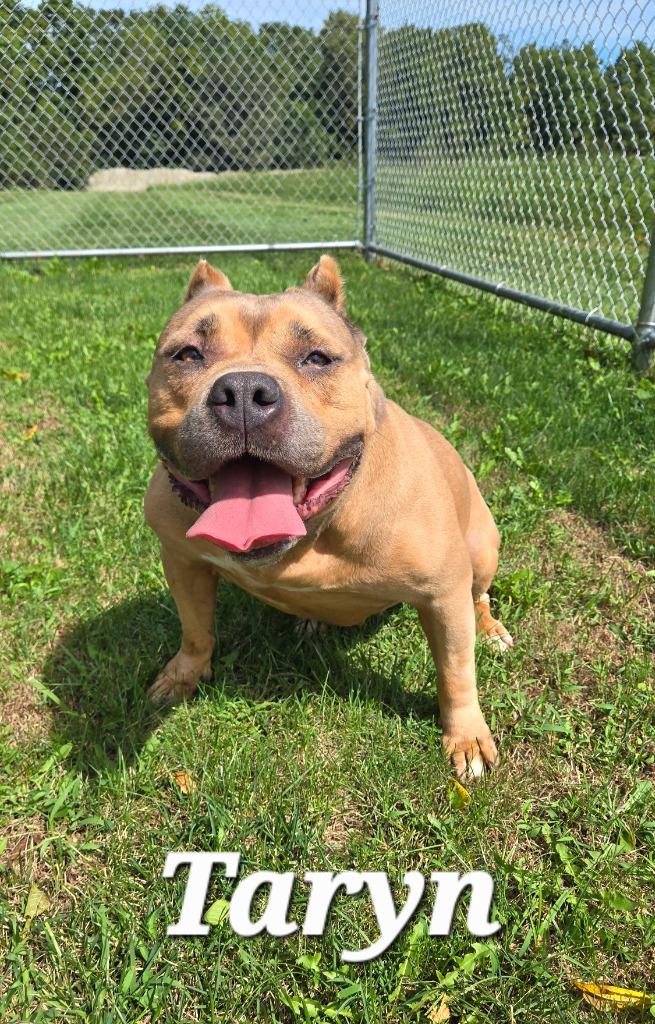Enlarge Taryn Yrly 351, a Adoptable mixed breed in Sidney, OH image 2/6
