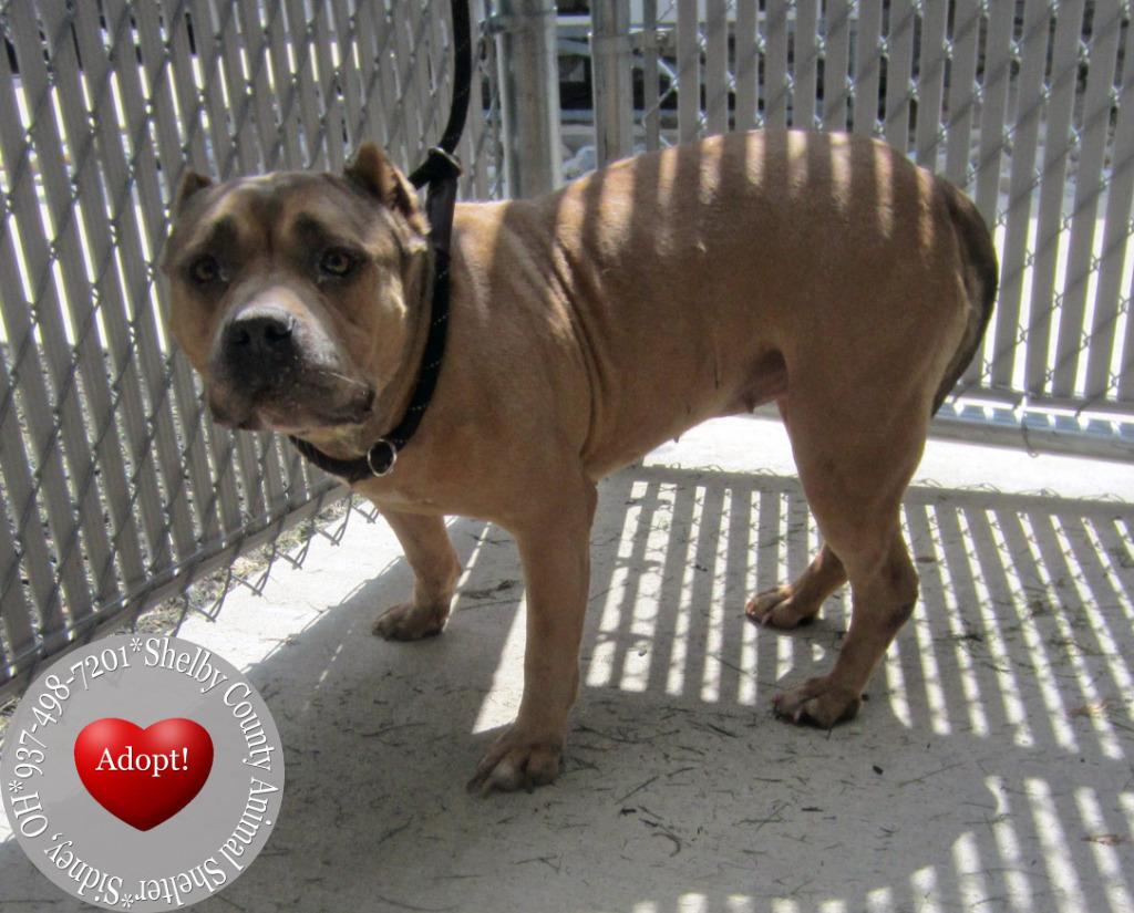 Enlarge Taryn Yrly 351, a Adoptable mixed breed in Sidney, OH image 3/6