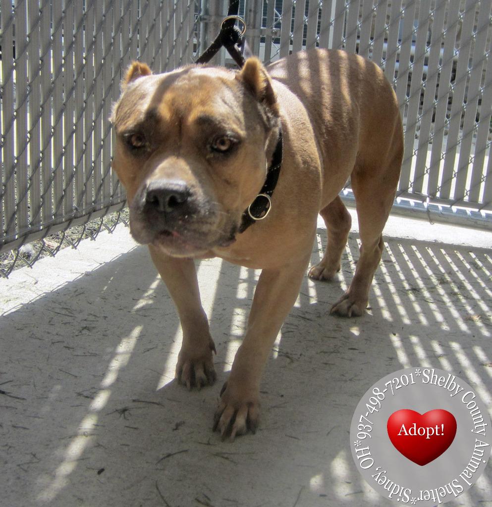 Enlarge Taryn Yrly 351, a Adoptable mixed breed in Sidney, OH image 4/6