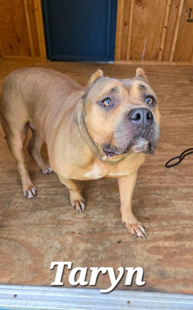 Enlarge Taryn Yrly 351, a Adoptable mixed breed in Sidney, OH image 5/6