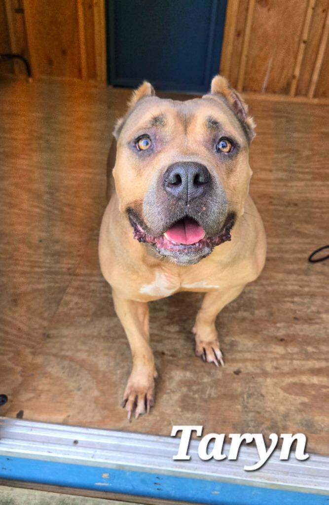 Enlarge Taryn Yrly 351, a Adoptable mixed breed in Sidney, OH image 6/6