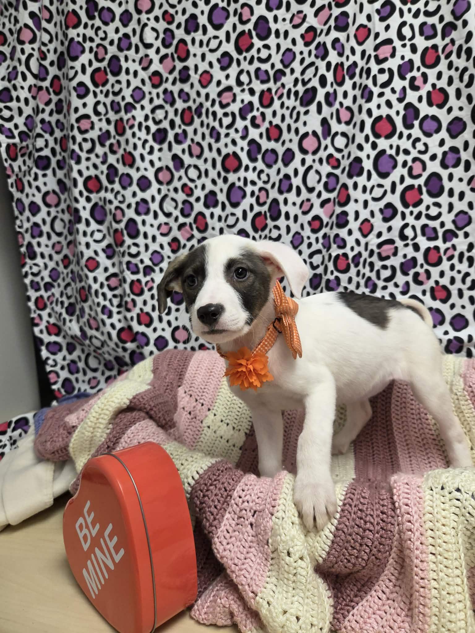 Enlarge Camme the lab mix puppy, a Adoptable mixed breed in Muskego, WI image 4/4