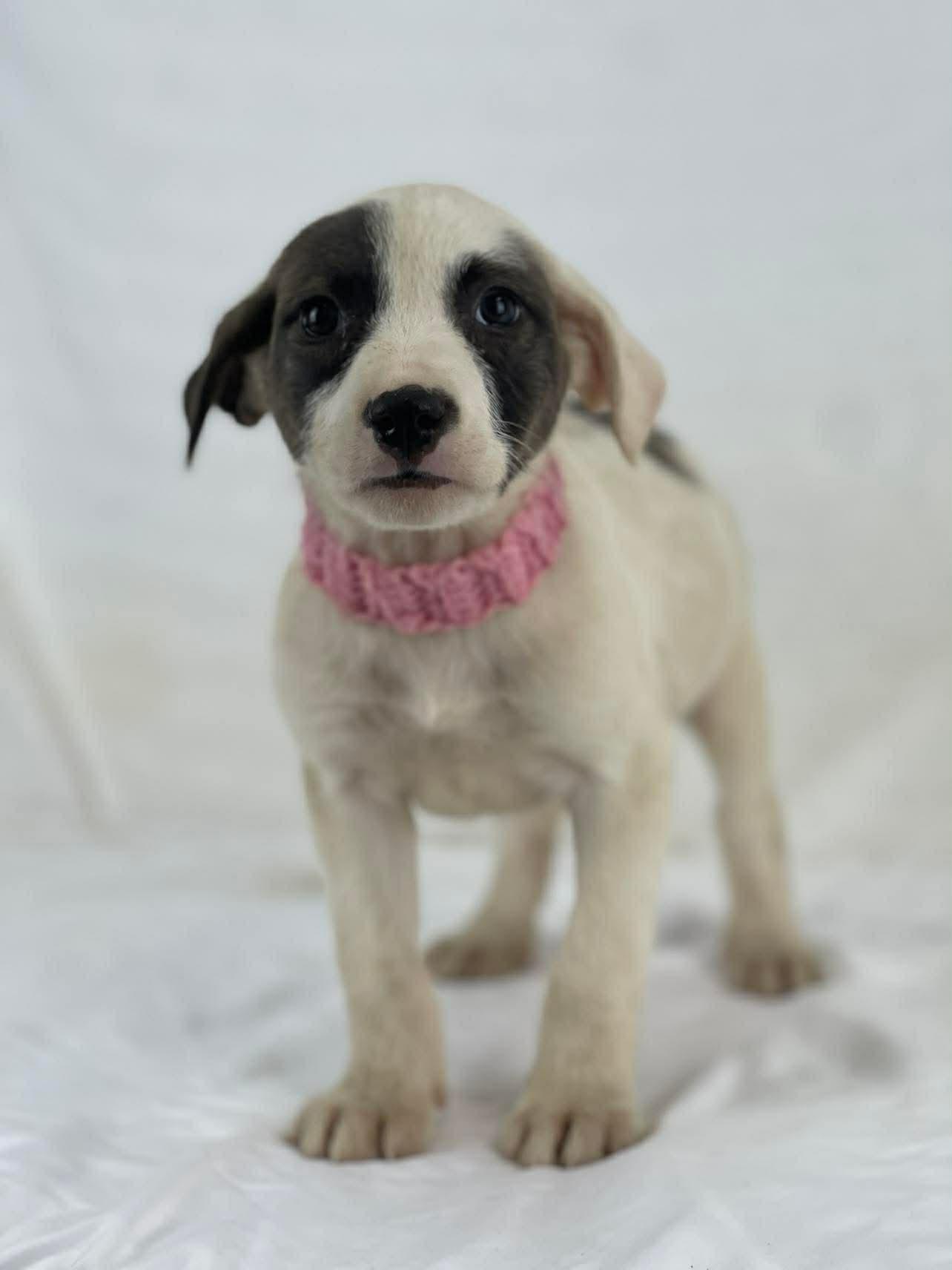 Enlarge Camme the lab mix puppy, a Adoptable mixed breed in Muskego, WI image 3/4