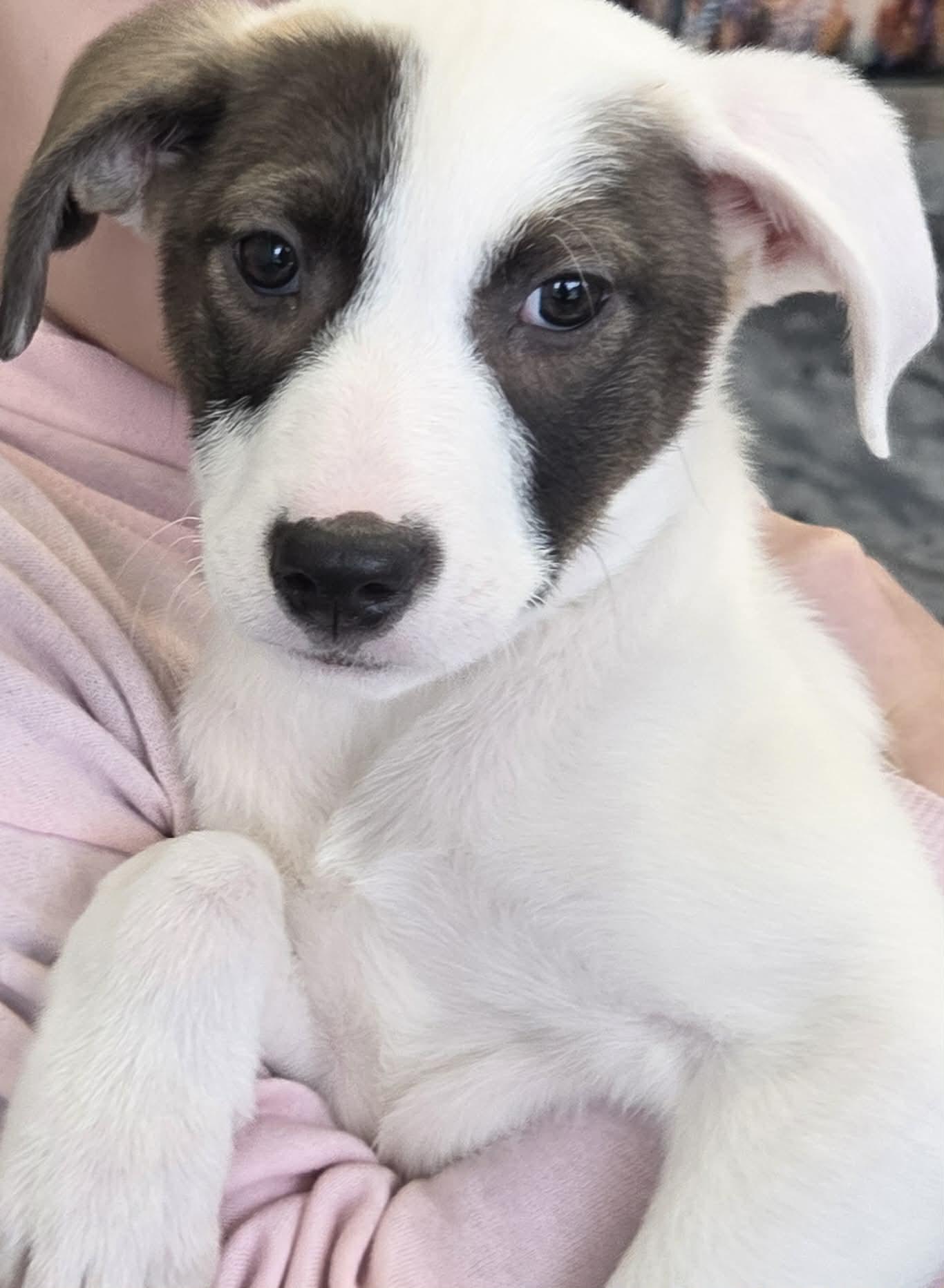 Cammie the lab mix puppy, a Adoptable mixed breed in Muskego, WI image 4/5