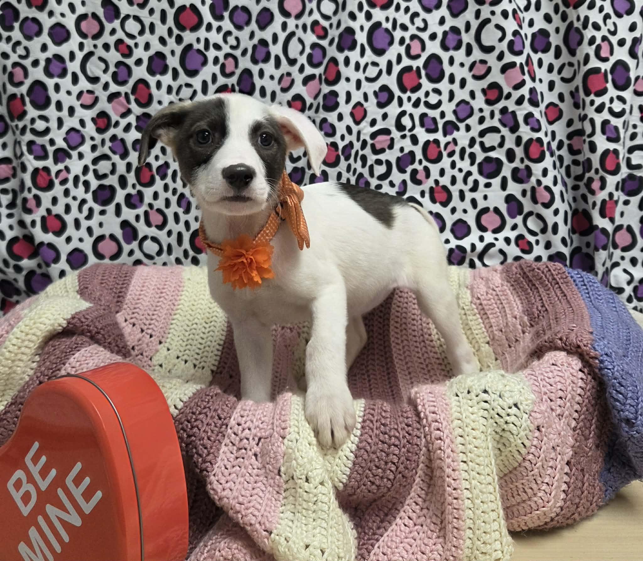 Enlarge Camme the lab mix puppy, a Adoptable mixed breed in Muskego, WI image 2/4