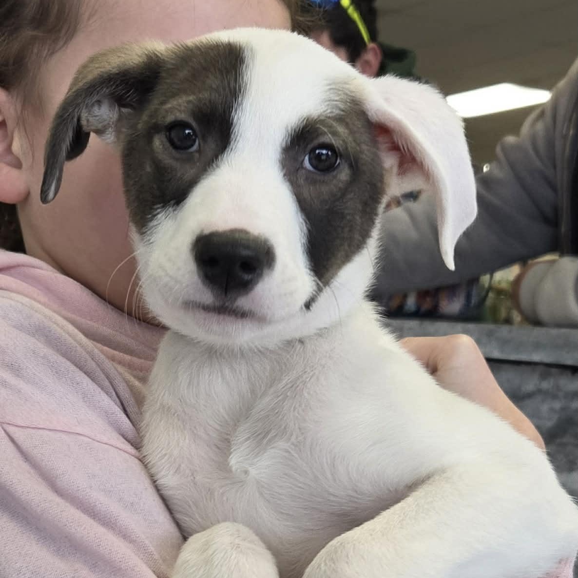 Cammie the lab mix puppy, Adoptable, Puppy Female Labrador Retriever & Australian Shepherd.