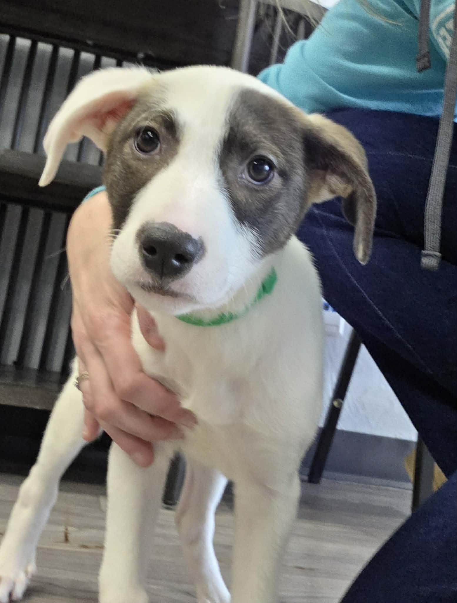 Cammie the lab mix puppy, a Adoptable mixed breed in Muskego, WI image 3/5