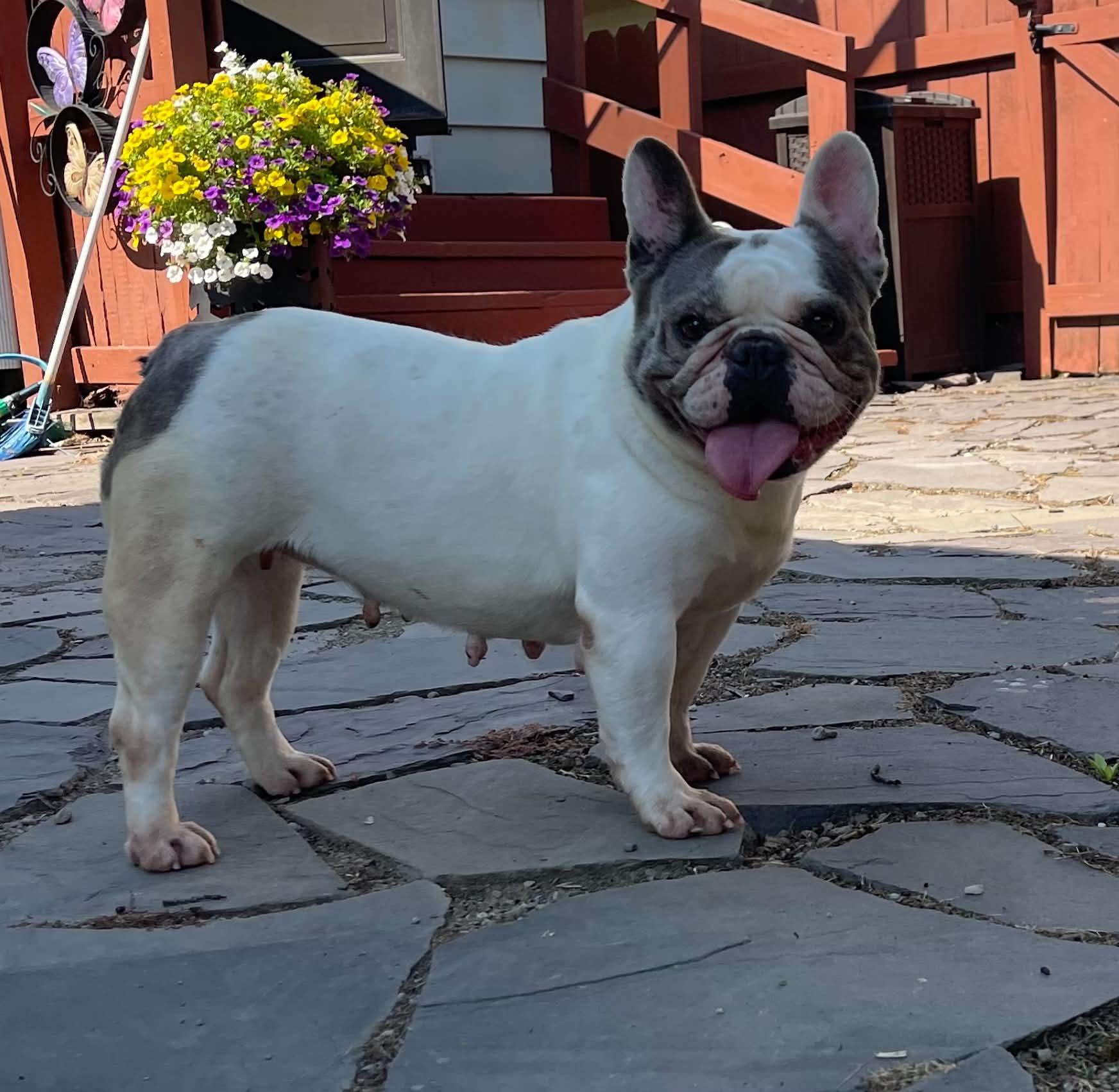 Enlarge Hope, a ADOPTABLE French Bulldog in Brunswick, ME image 1/1