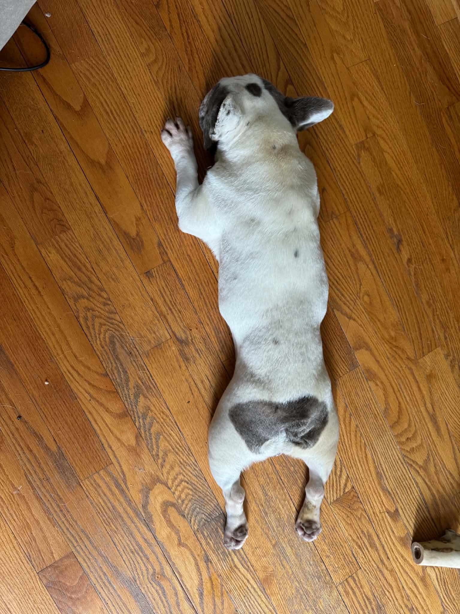 Enlarge Hope, an adopted French Bulldog in Brunswick, ME image 2/2
