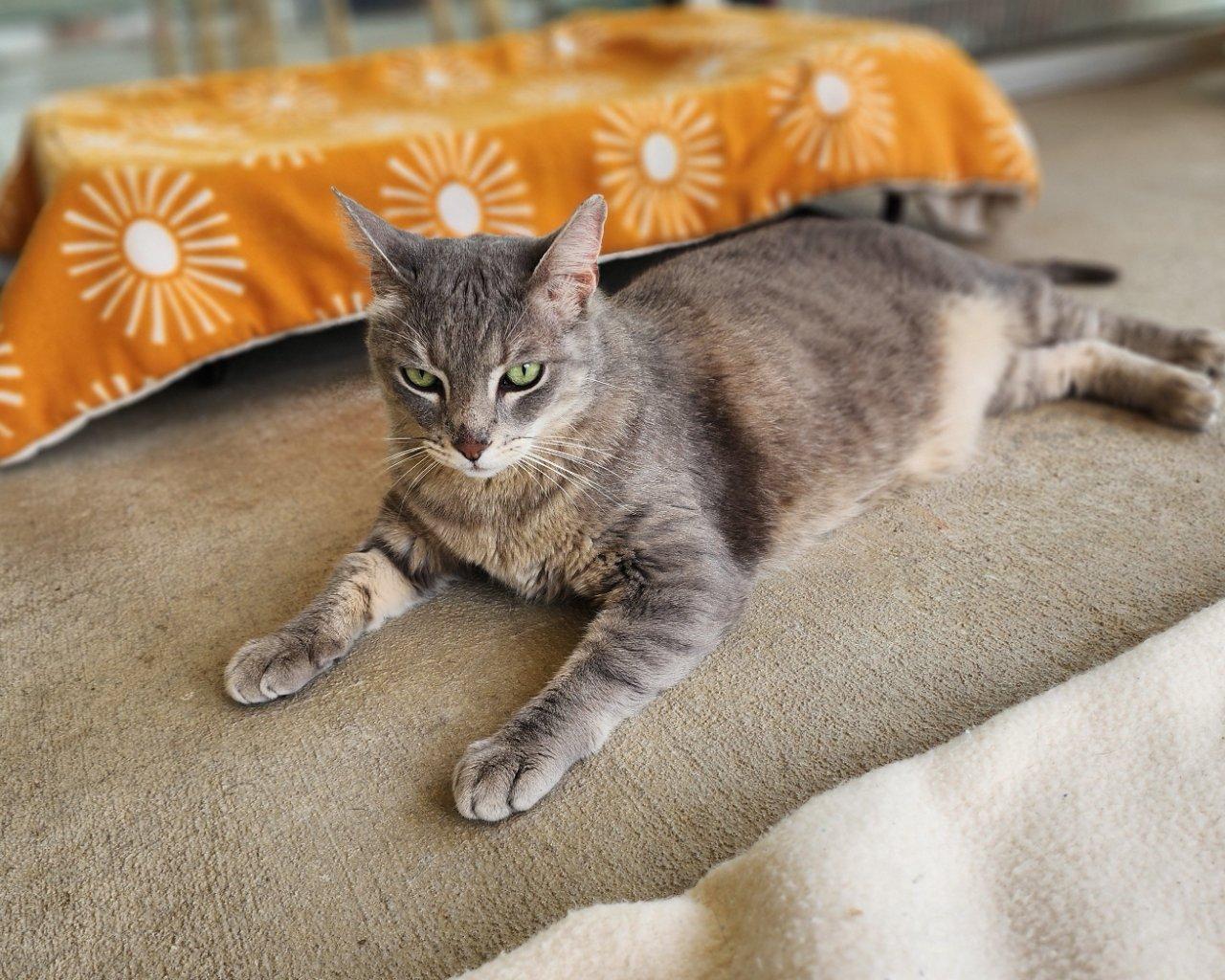 Augustus, Adoptable, Adult Male Domestic Short Hair.