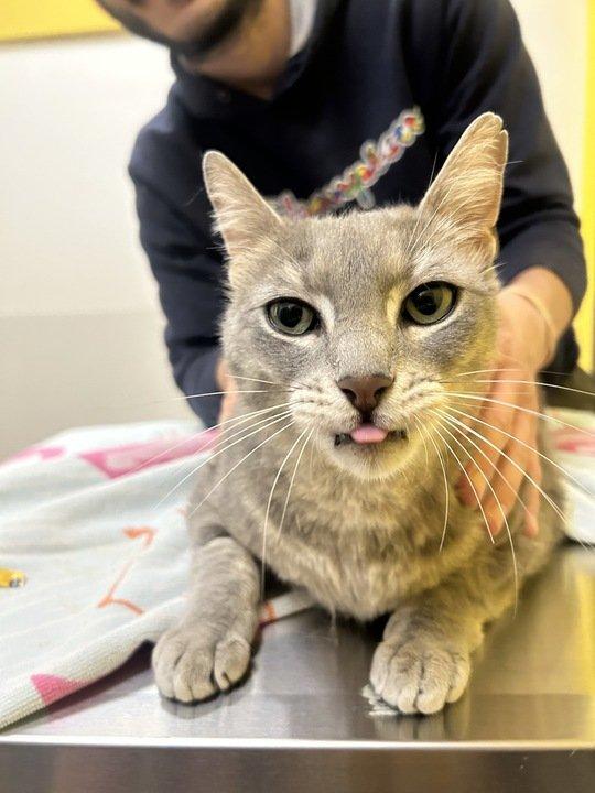 Augustus, a Adoptable Domestic Short Hair in Raleigh, NC image 2/2