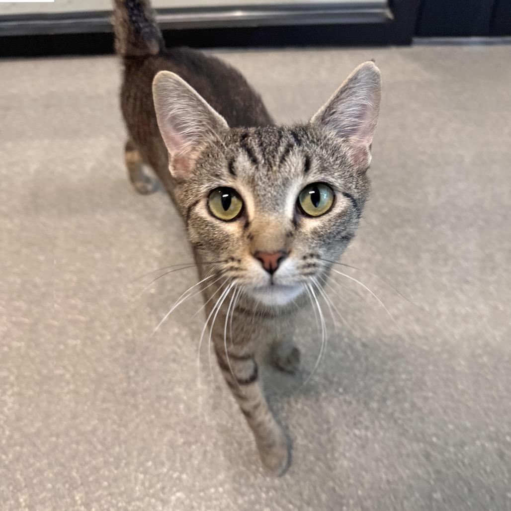 Kitty, a Adoptable Domestic Short Hair in Hailey, ID image 1/5