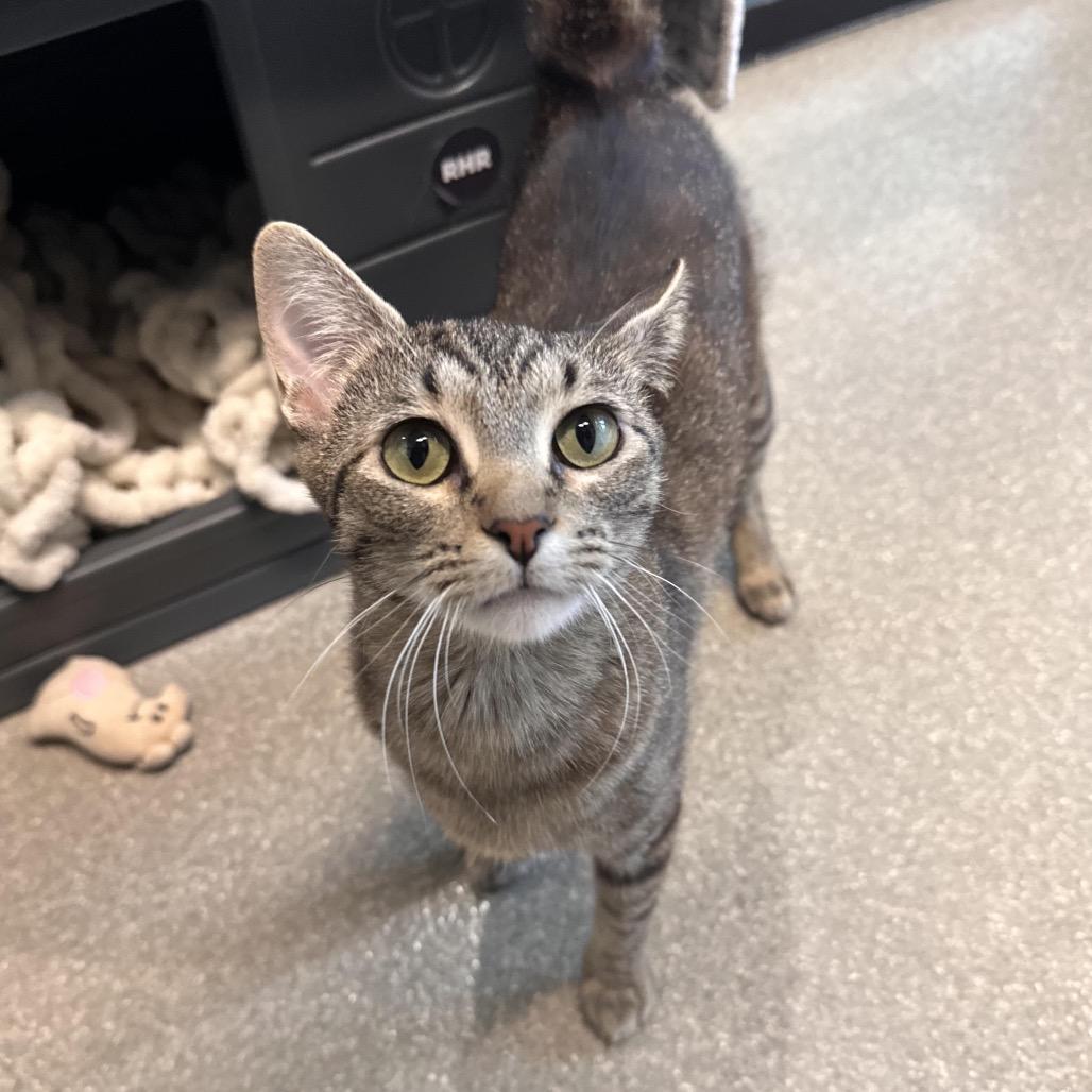 Kitty, a Adoptable Domestic Short Hair in Hailey, ID image 2/5