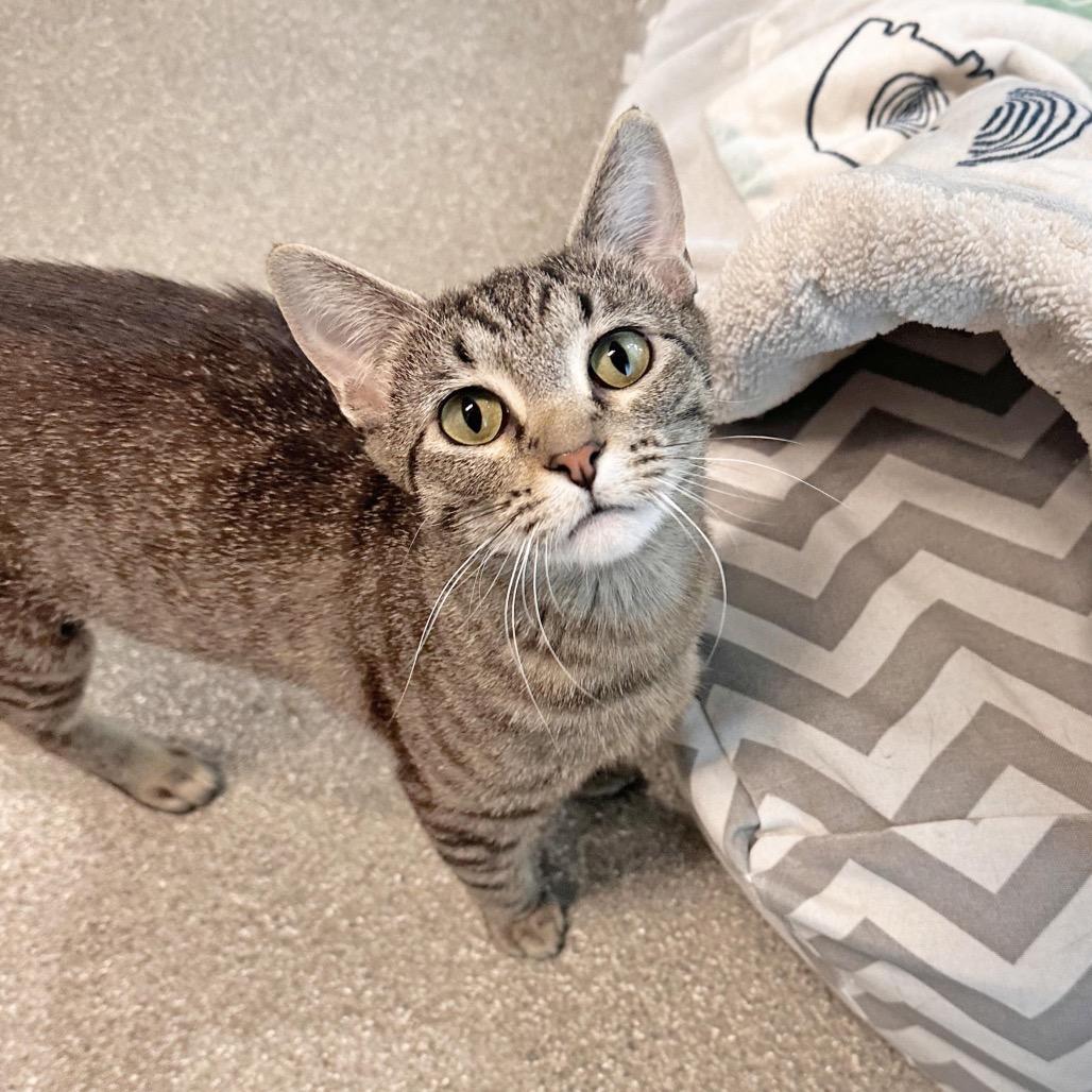 Kitty, a Adoptable Domestic Short Hair in Hailey, ID image 3/5