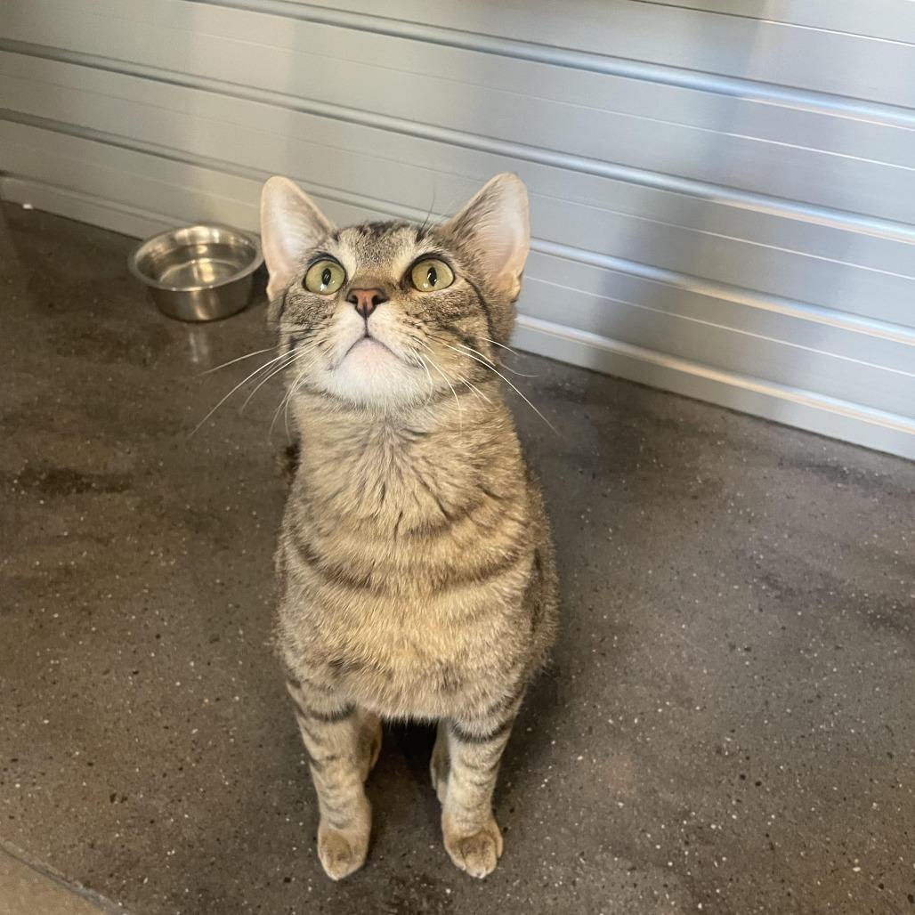 Kitty, Adoptable, Adult Female Domestic Short Hair.