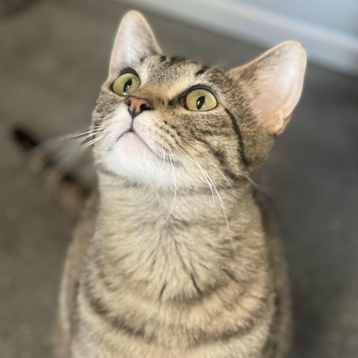 Kitty, a Adoptable Domestic Short Hair in Hailey, ID image 2/2