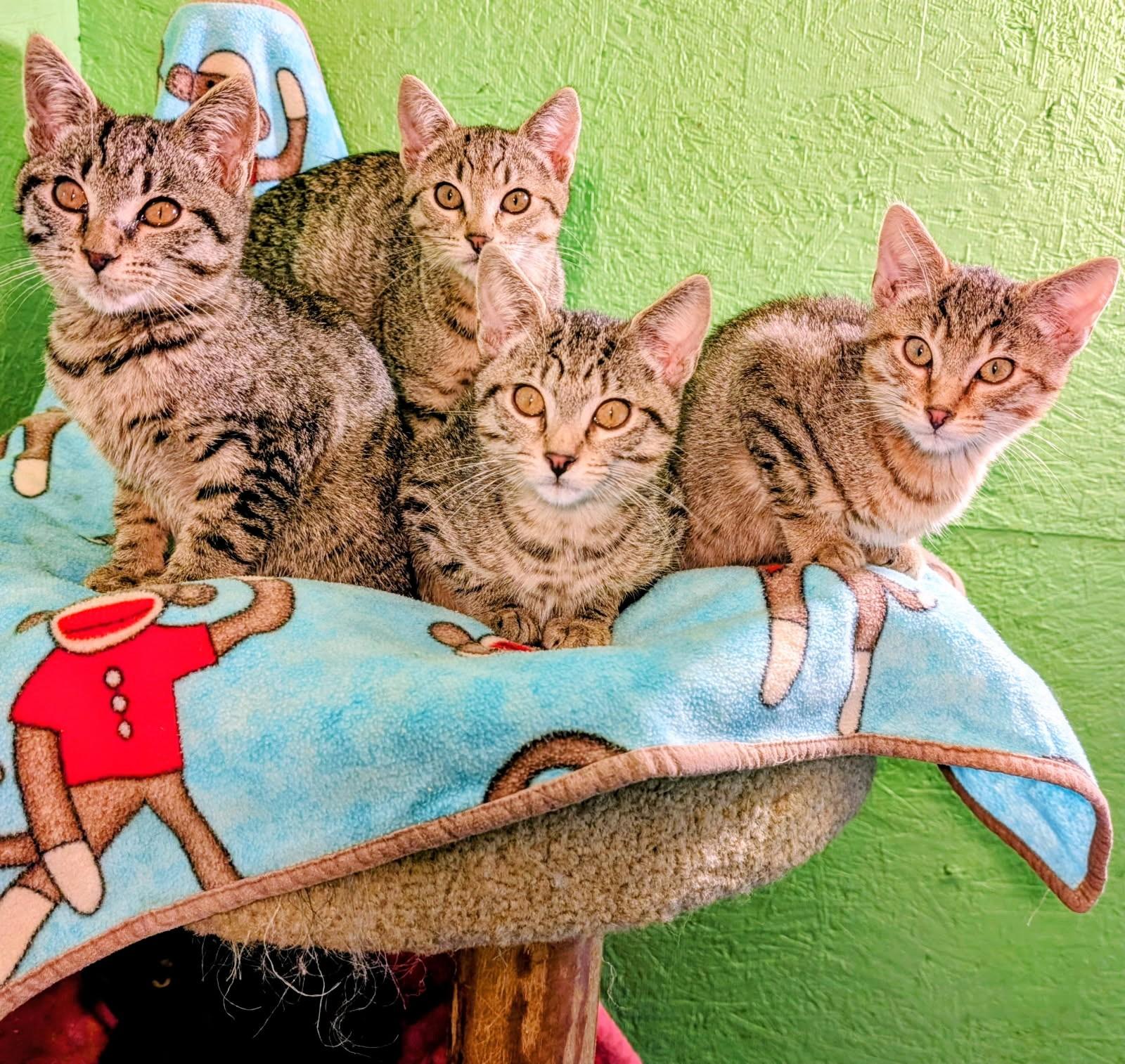 Mikey, Mitch, Mason and Mia. Fun, Fun, Fun, ADOPTABLE, Kitten Male Tabby.