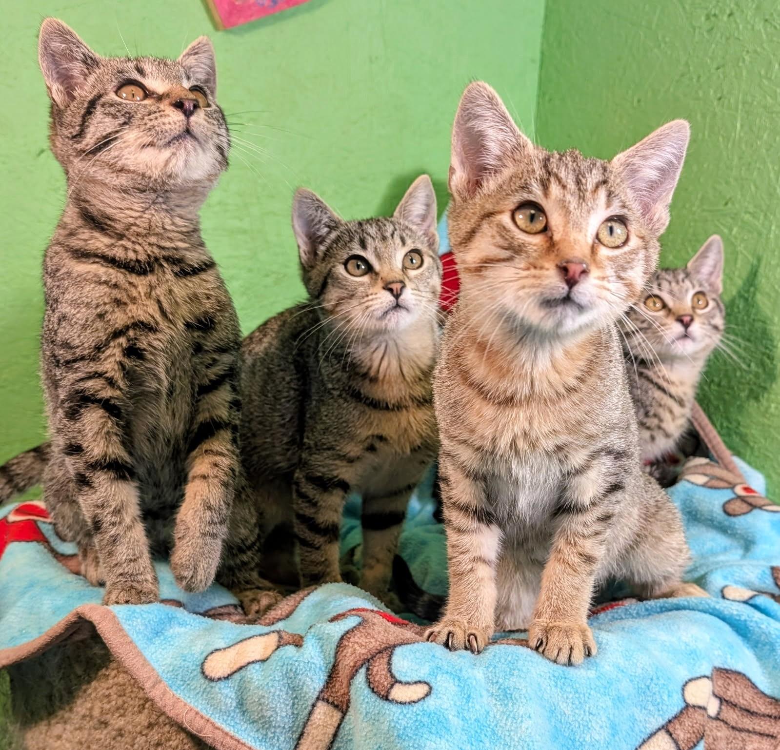 Mikey, Mitch, Mason and Mia. Fun, Fun, Fun, a ADOPTABLE Tabby in Newport, WA image 6/6