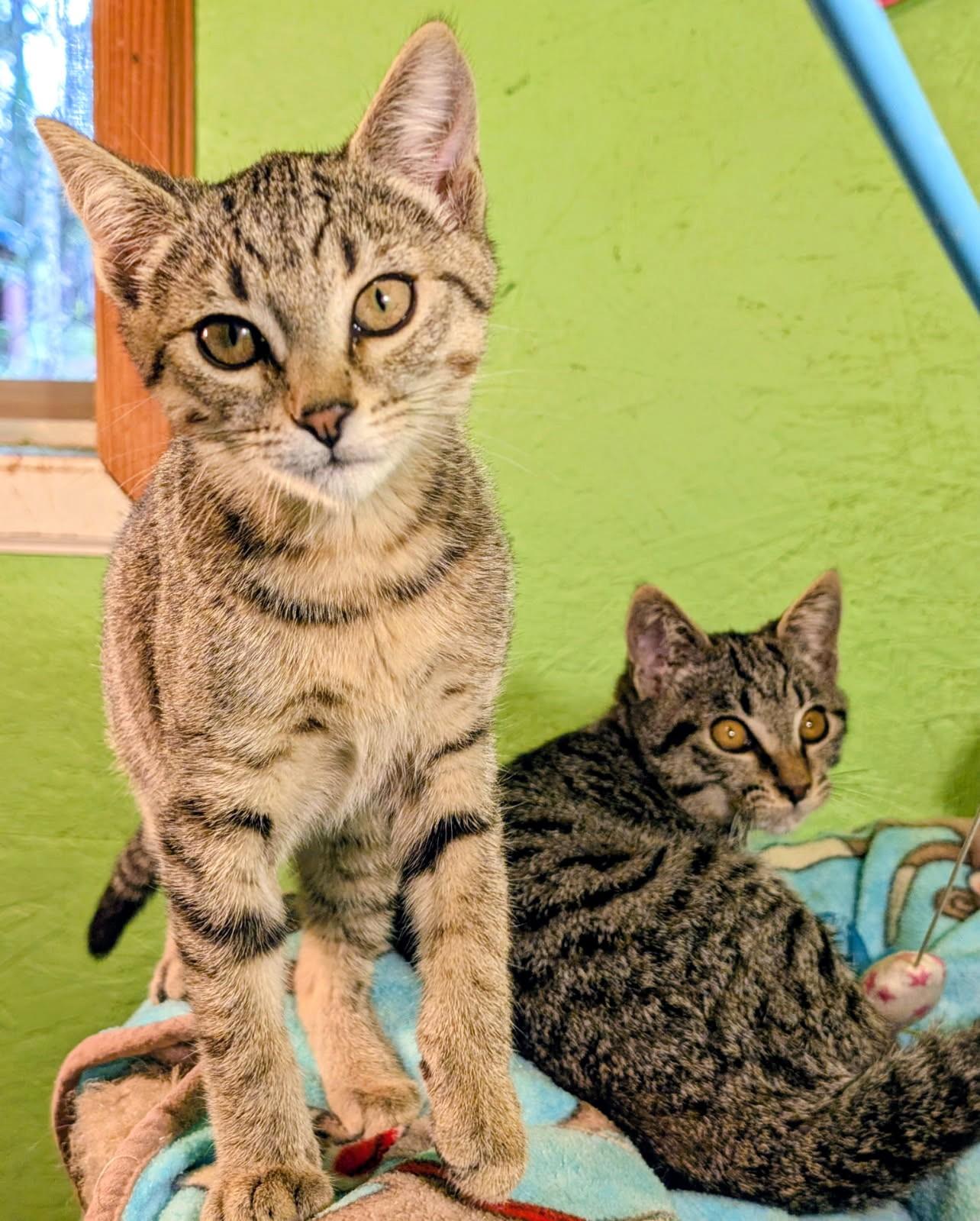 Mikey, Mitch, Mason and Mia. Fun, Fun, Fun, a ADOPTABLE Tabby in Newport, WA image 4/6