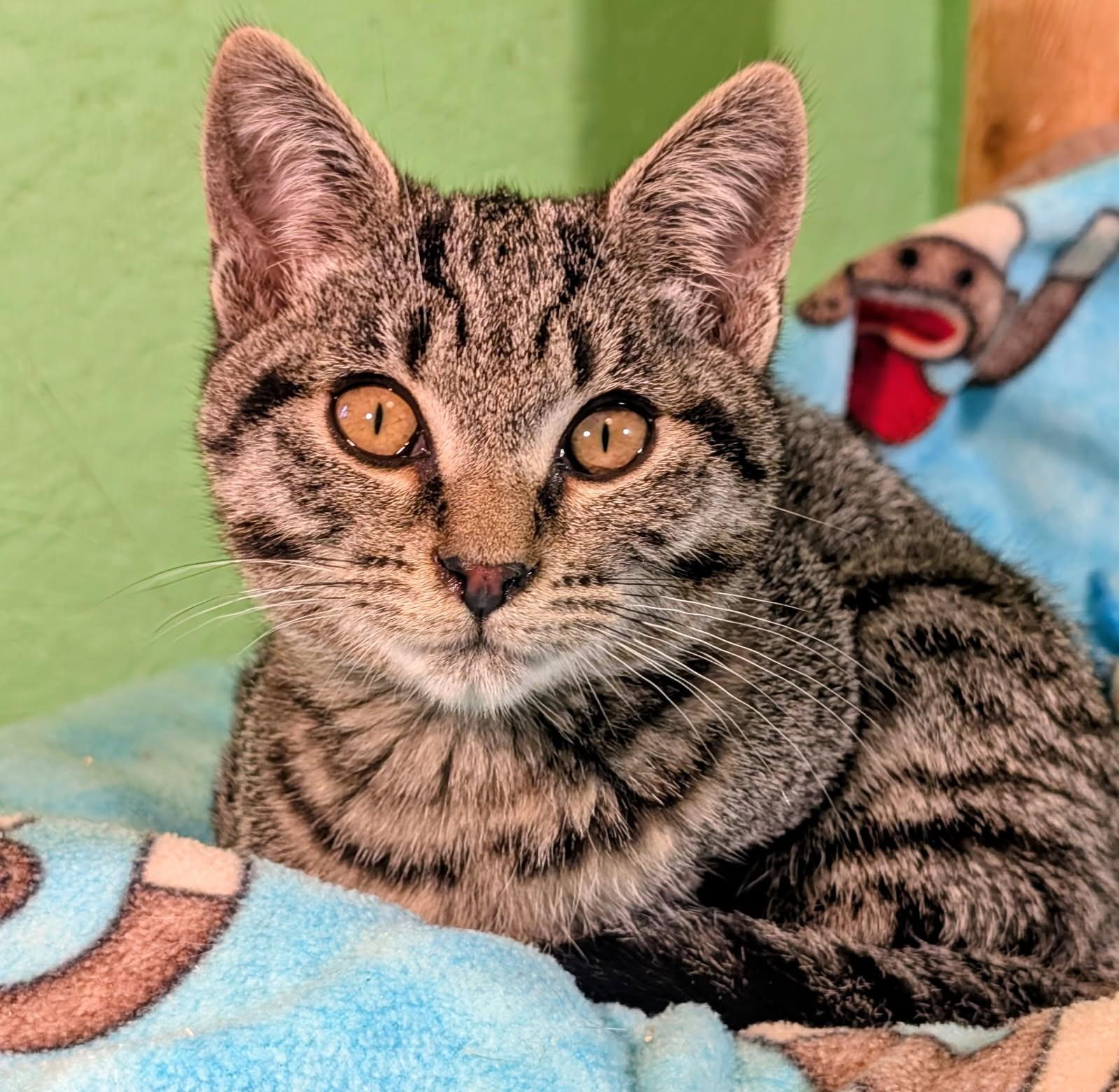 Mikey, Mitch, Mason and Mia. Fun, Fun, Fun, a ADOPTABLE Tabby in Newport, WA image 5/6