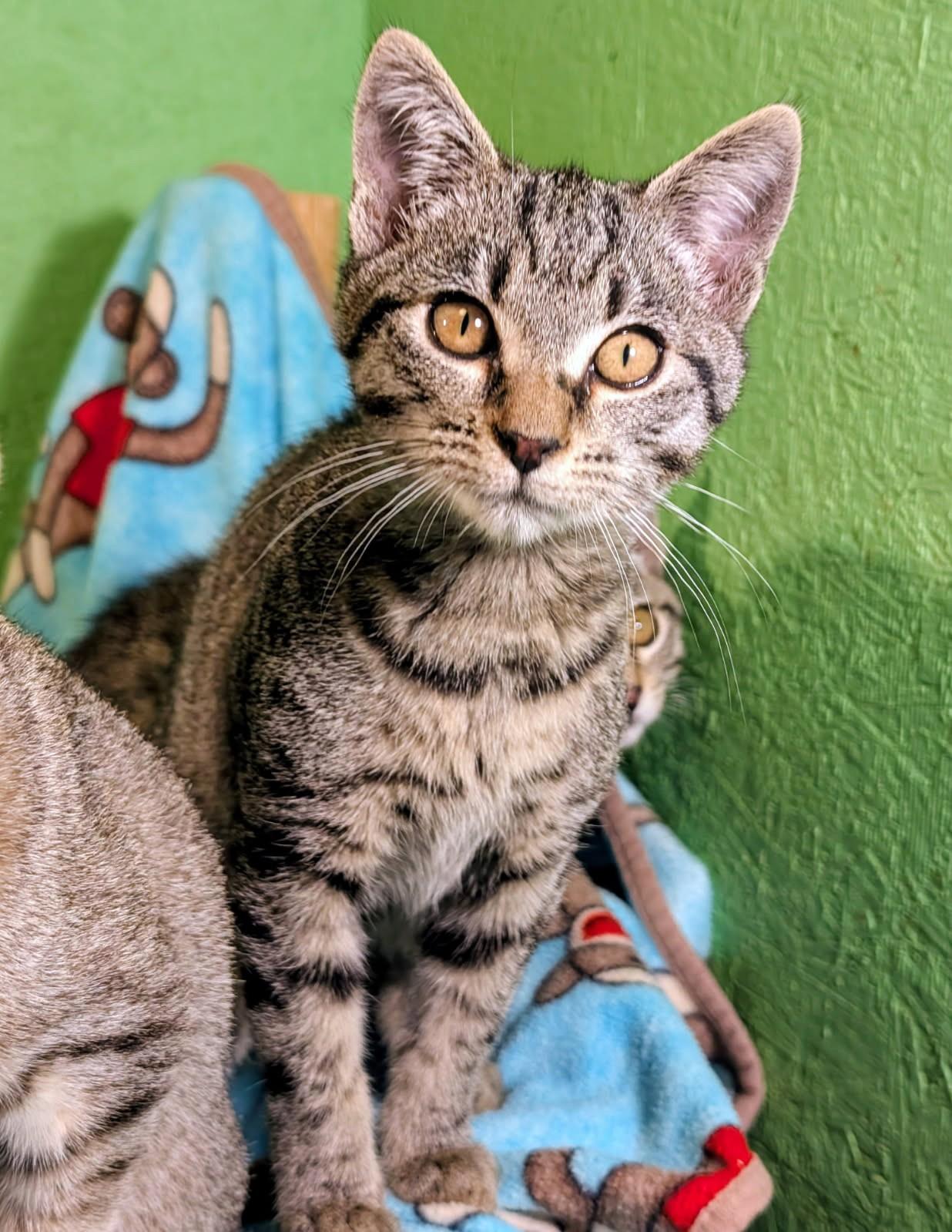 Mikey, Mitch, Mason and Mia. Fun, Fun, Fun, a ADOPTABLE Tabby in Newport, WA image 2/6