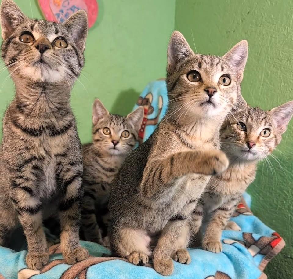 Mikey, Mitch, Mason and Mia. Fun, Fun, Fun, a ADOPTABLE Tabby in Newport, WA image 3/6