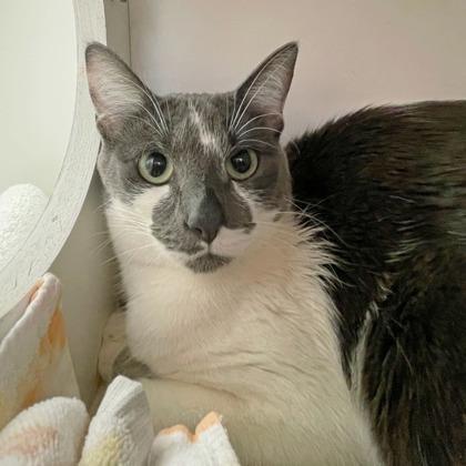 Sharpay, Adoptable, Adult Female Domestic Short Hair.