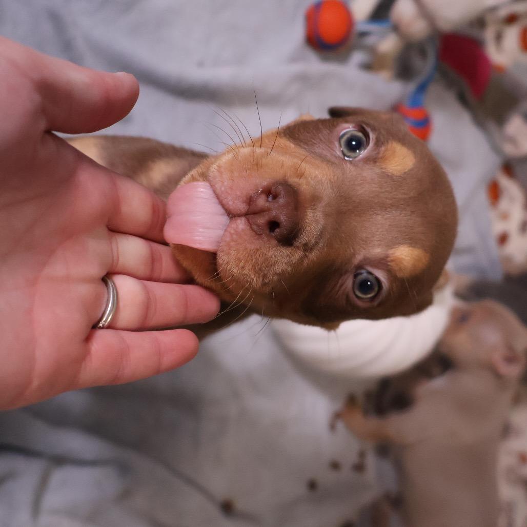Enlarge Fry, a Adoptable mixed breed in Avon, OH image 2/4