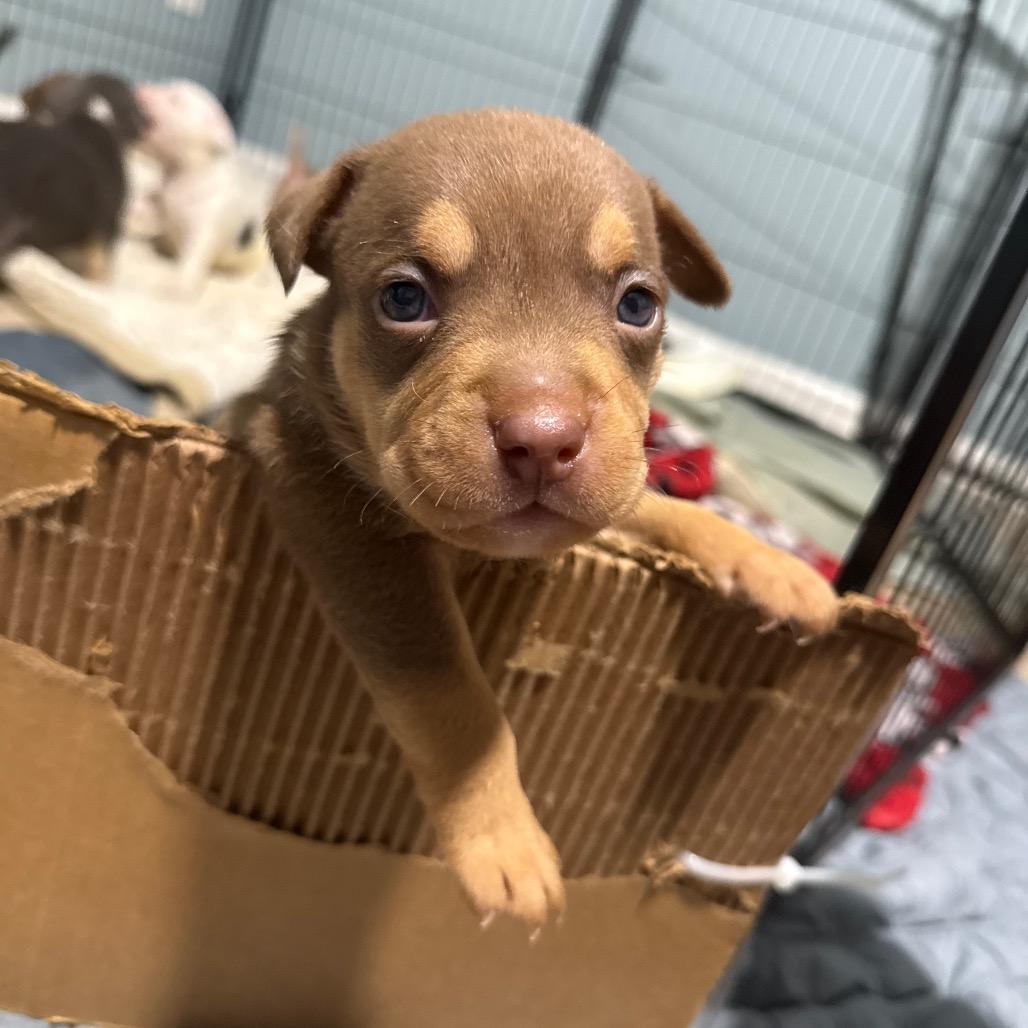Enlarge Fry, a Adoptable mixed breed in Avon, OH image 3/4