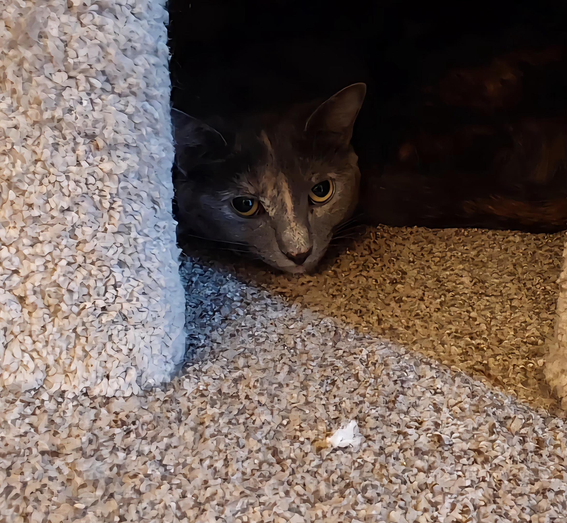 Jackie, a Adoptable Tortoiseshell in Verdun, QC image 3/3