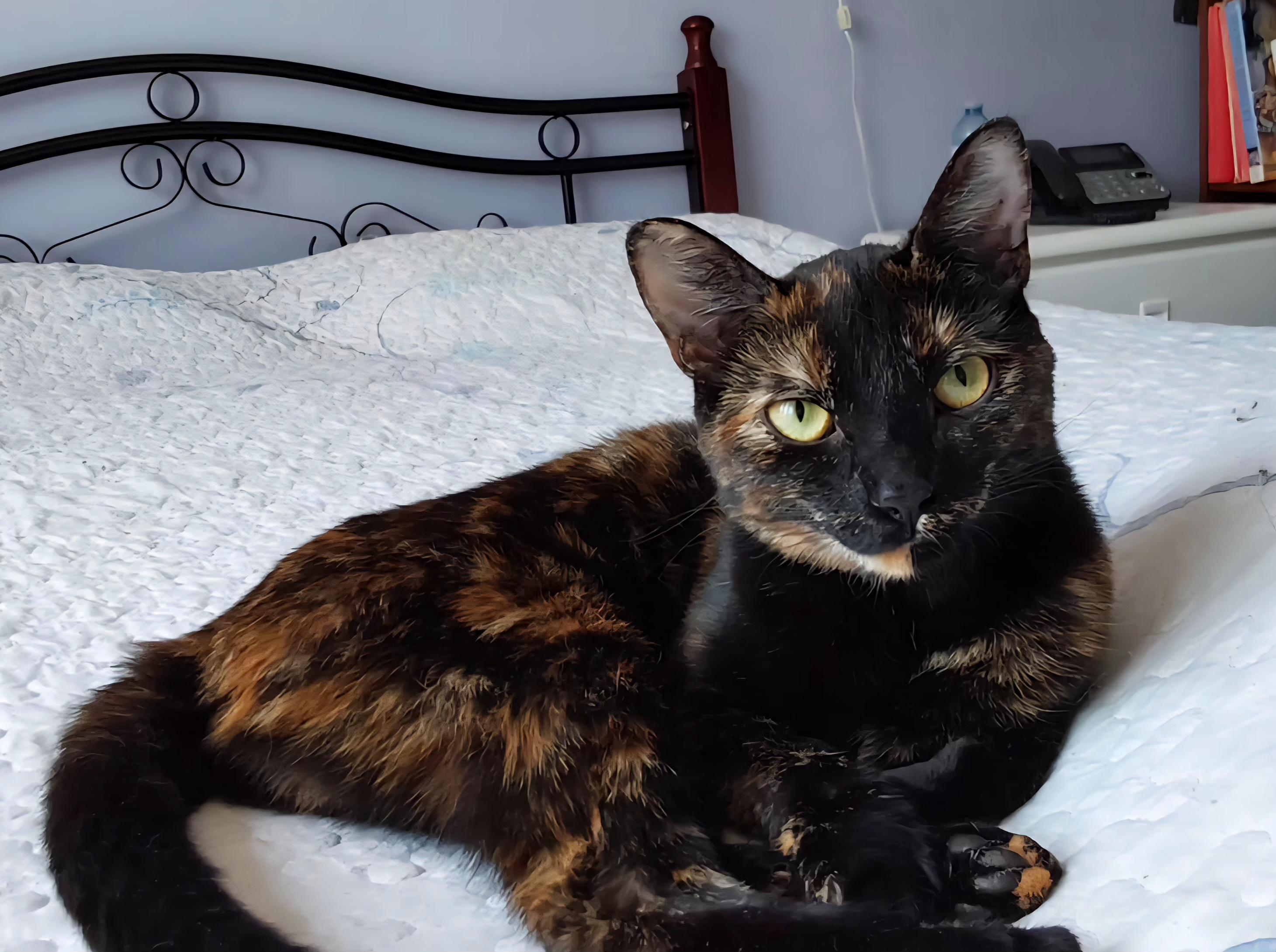 Jackie, a Adoptable Tortoiseshell in Verdun, QC image 1/3
