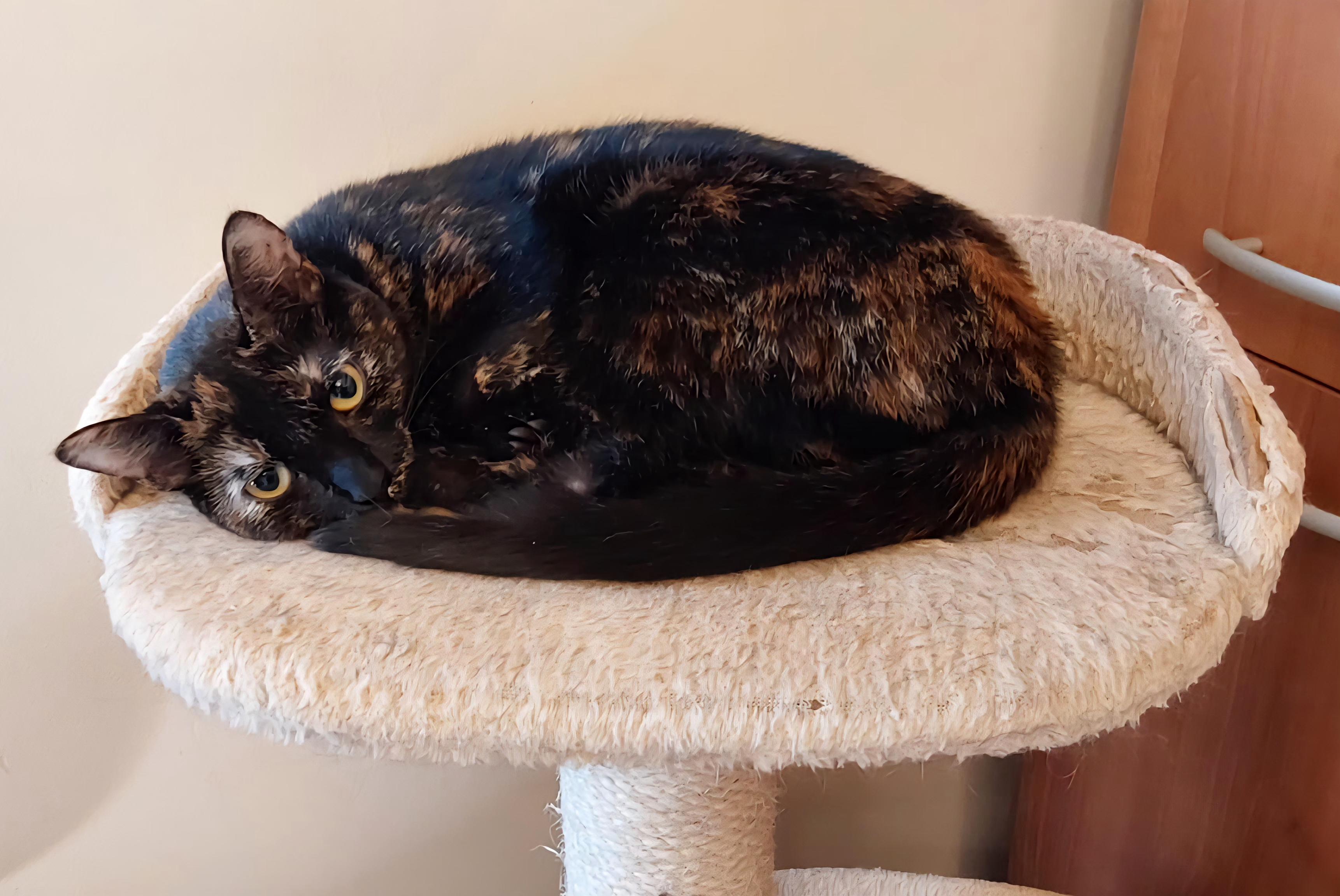 Jackie, a Adoptable Tortoiseshell in Verdun, QC image 2/3