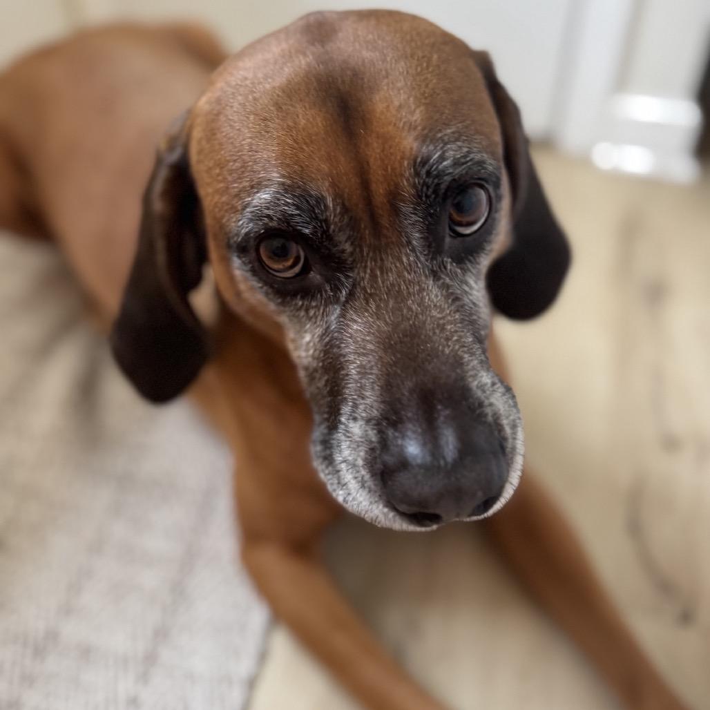 Enlarge Burnie, a Adoptable Redbone Coonhound in Summerfield, NC image 1/2