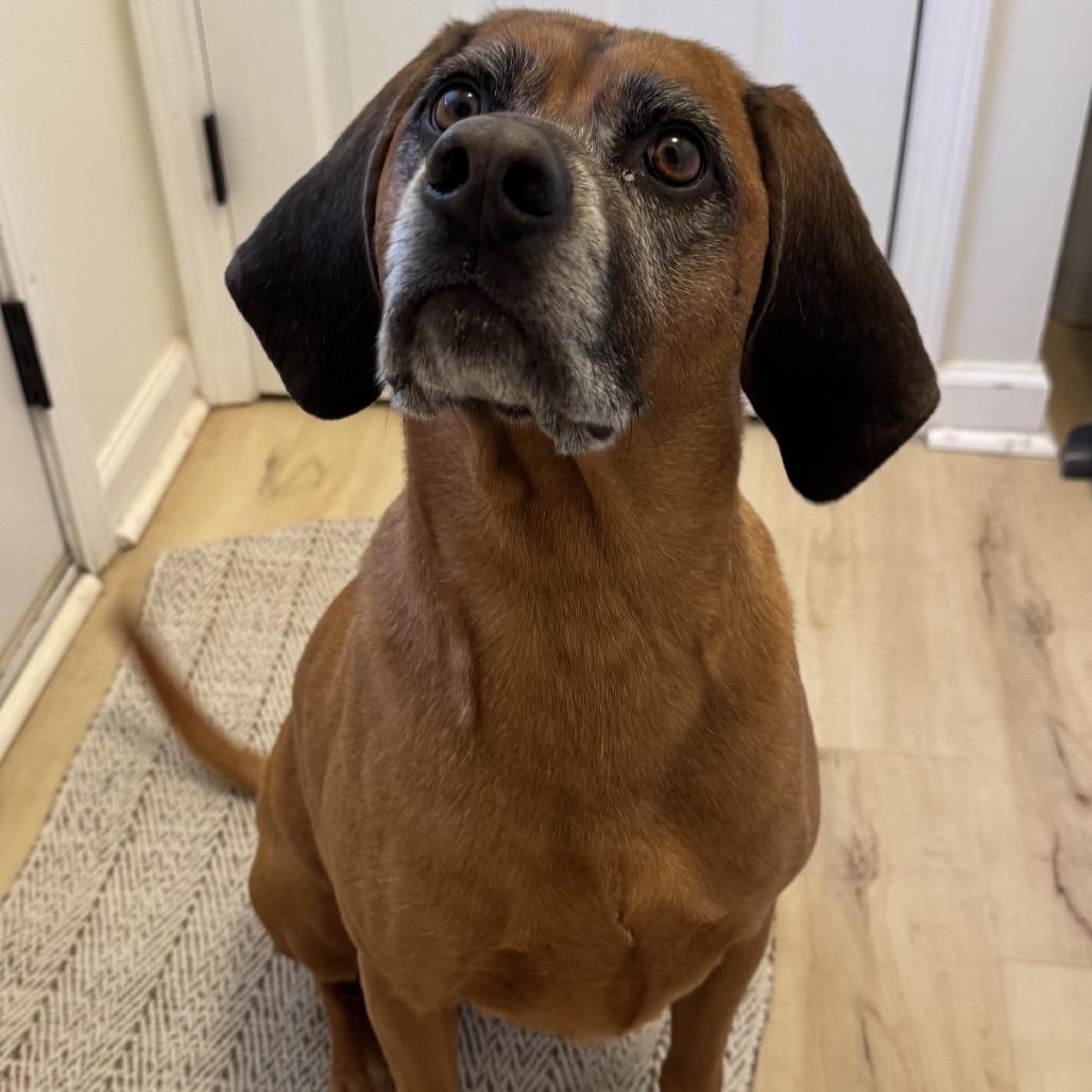 Enlarge Burnie, a Adoptable Redbone Coonhound in Summerfield, NC image 2/2