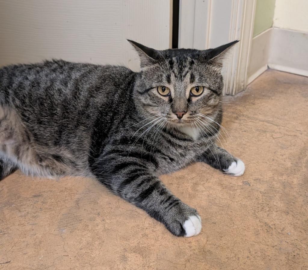 Maximus, Adoptable, Young Male Domestic Short Hair.
