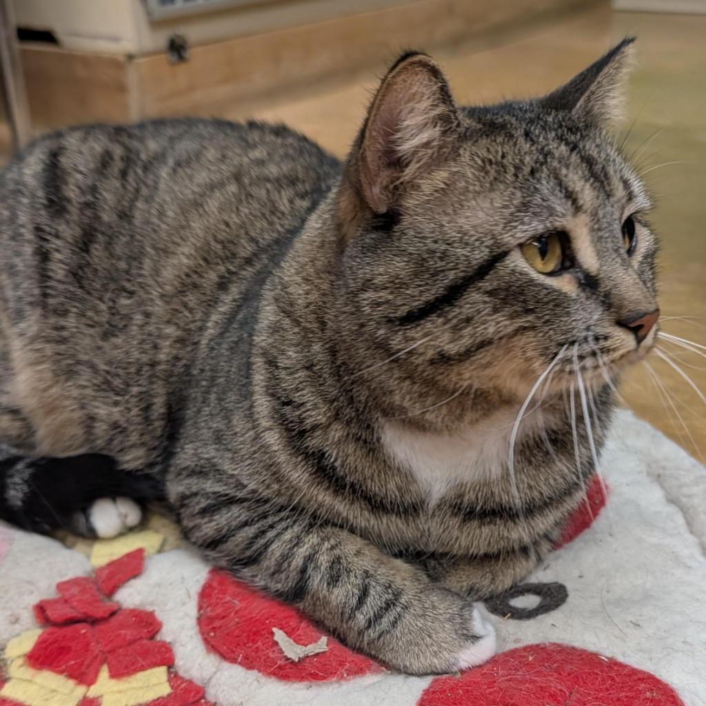 Enlarge Maximus, a Adoptable mixed breed in Thayne, WY image 2/6