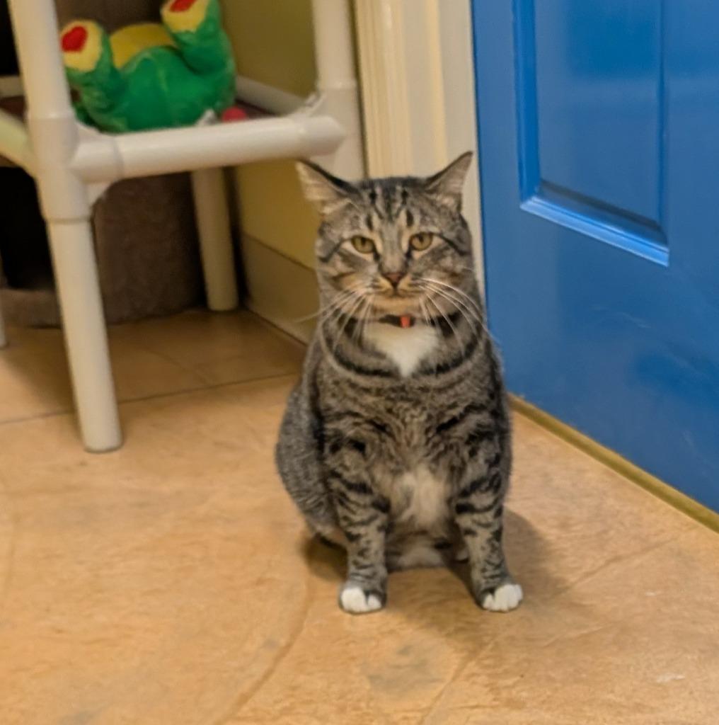 Enlarge Maximus, a Adoptable mixed breed in Thayne, WY image 4/6