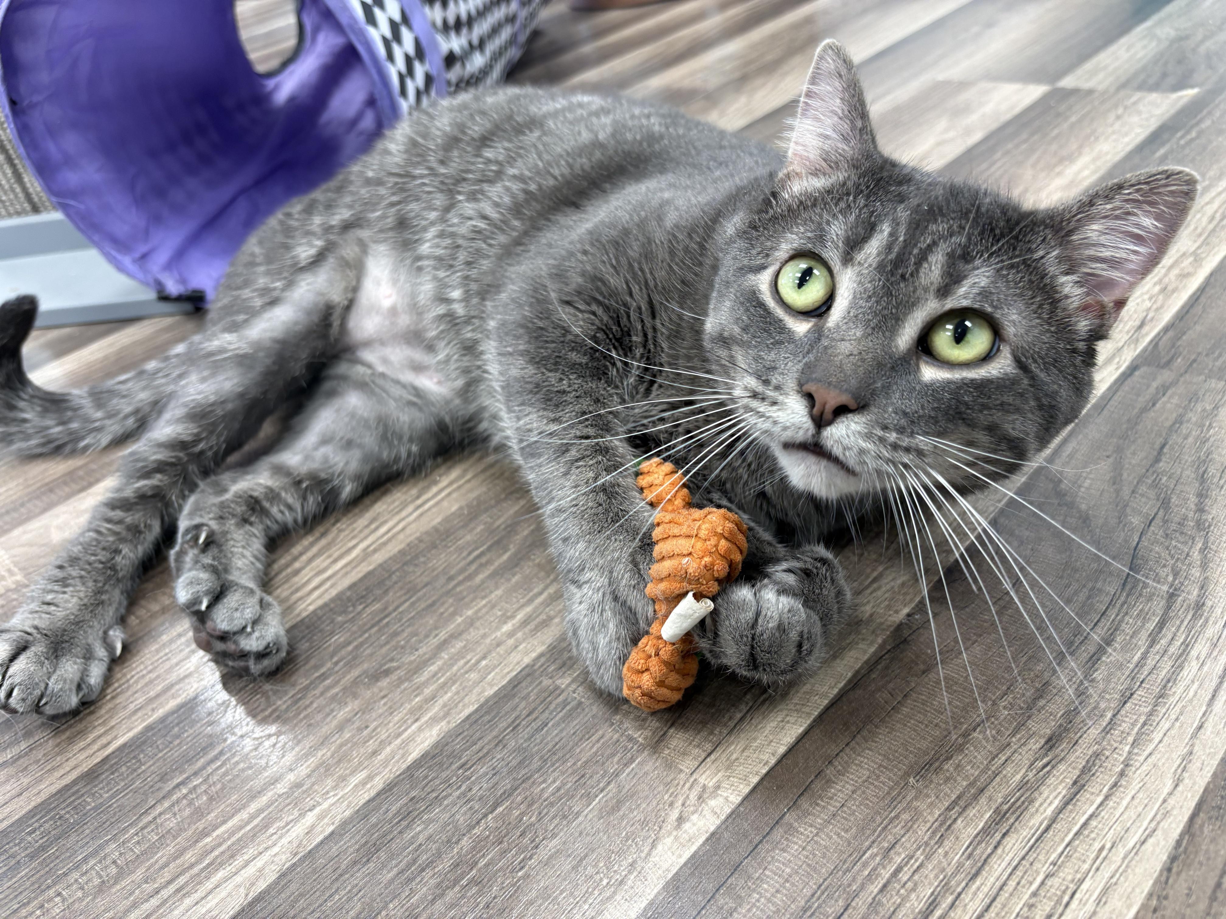 Axel - CHOW HOUND, Adopted, Adult Male Tabby.