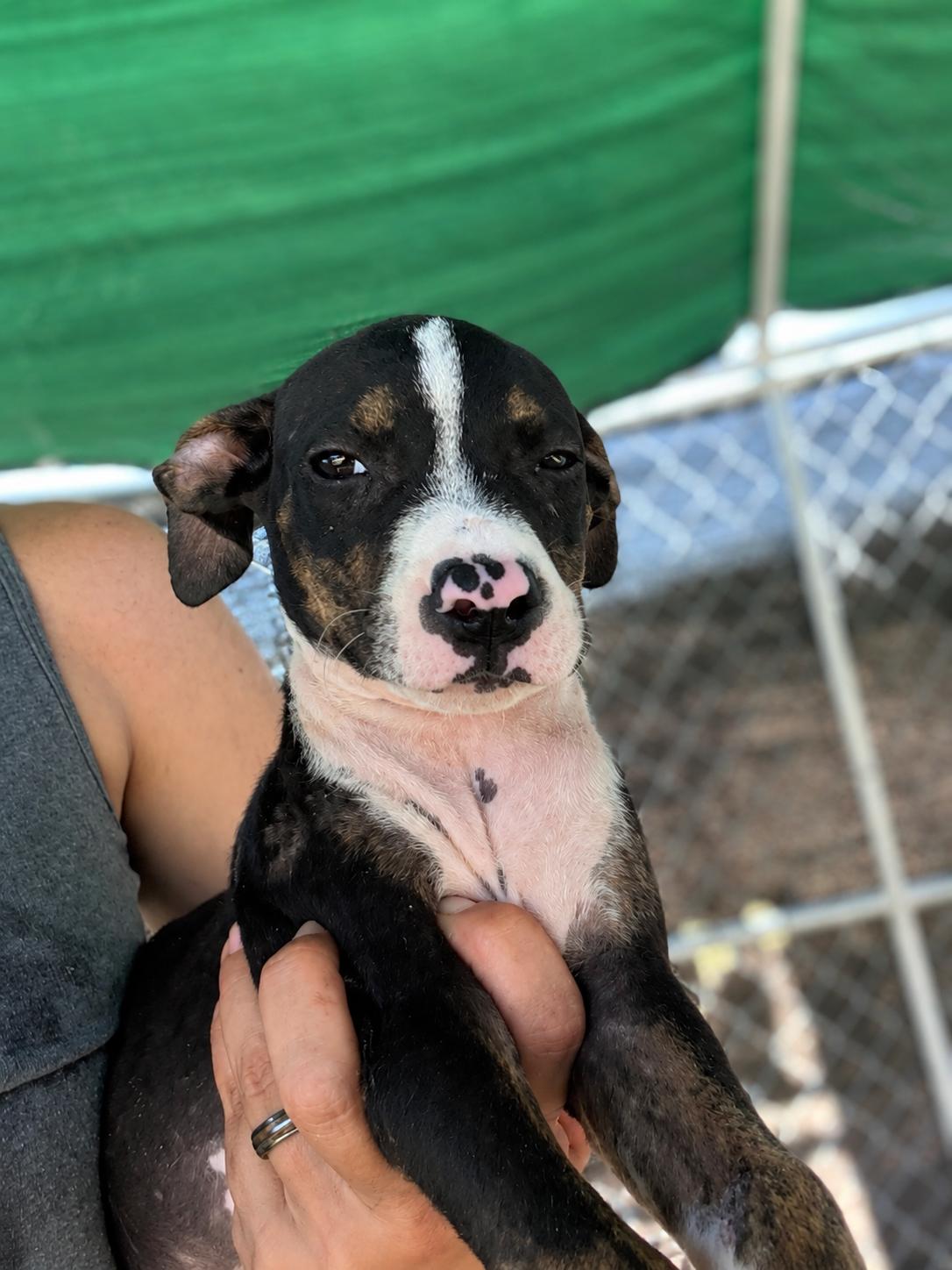 Blackie, Adoptable, Puppy Female Pit Bull Terrier & Mixed Breed.