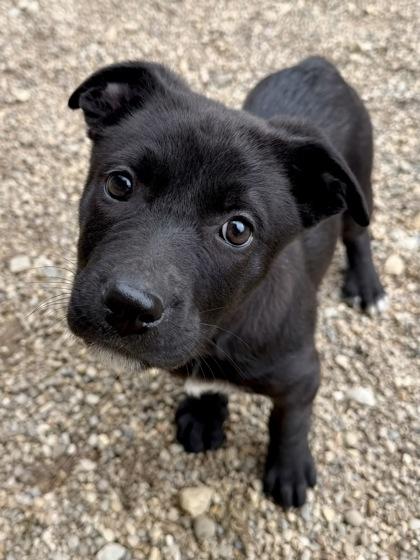 Amore, Adoptable, Young Female Mixed Breed & Mixed Breed.