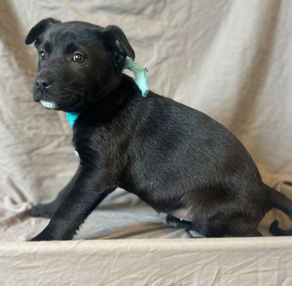 Amore, Adoptable, Young Female Mixed Breed & Mixed Breed.