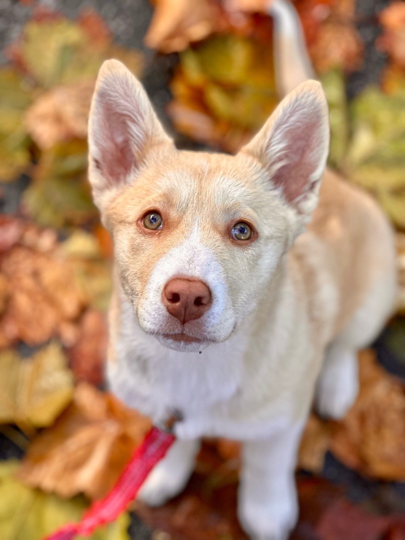 Estelle, a Adopted mixed breed in Los Gatos, CA image 1/5