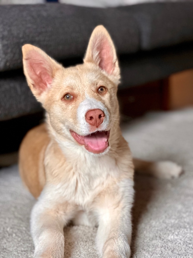 Estelle, a Adopted mixed breed in Los Gatos, CA image 2/5