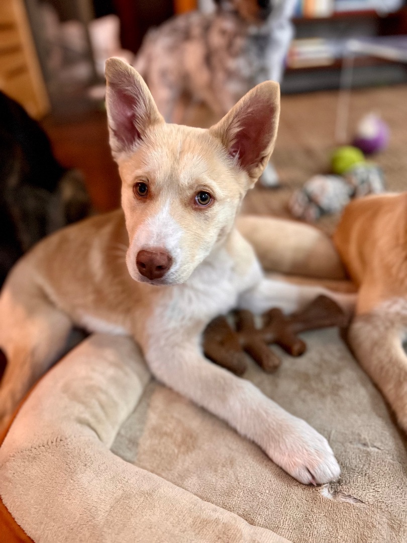 Estelle, a Adopted mixed breed in Los Gatos, CA image 3/5