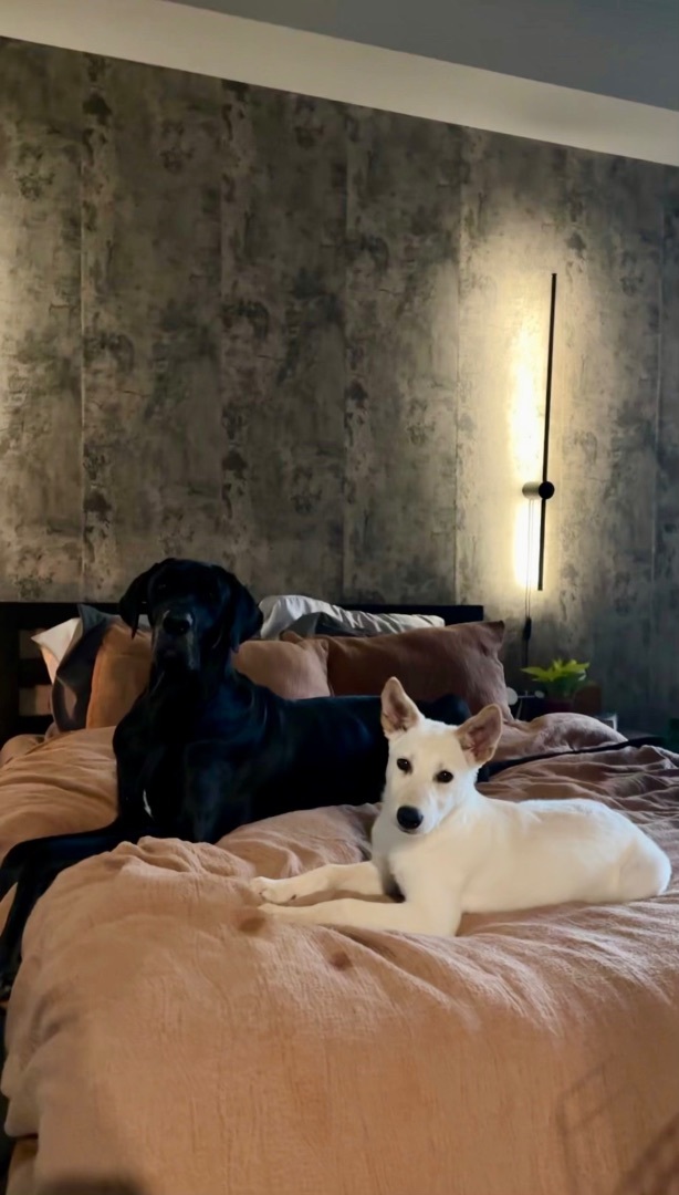 Estelle, a Adopted mixed breed in Los Gatos, CA image 4/5