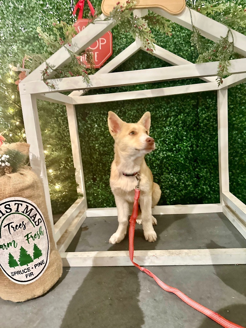 Estelle, a Adopted mixed breed in Los Gatos, CA image 5/5