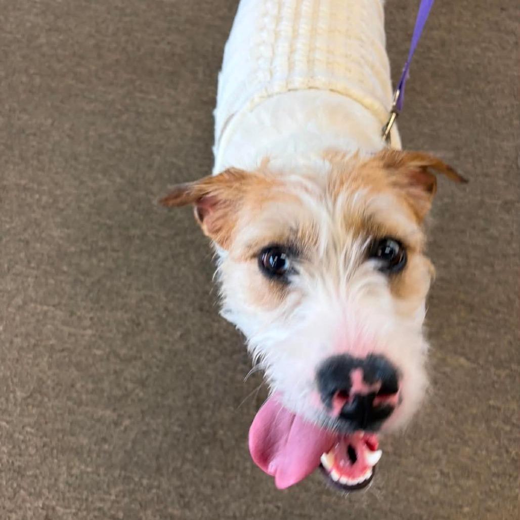Bella, a Adoptable mixed breed in Goltry, OK image 1/5