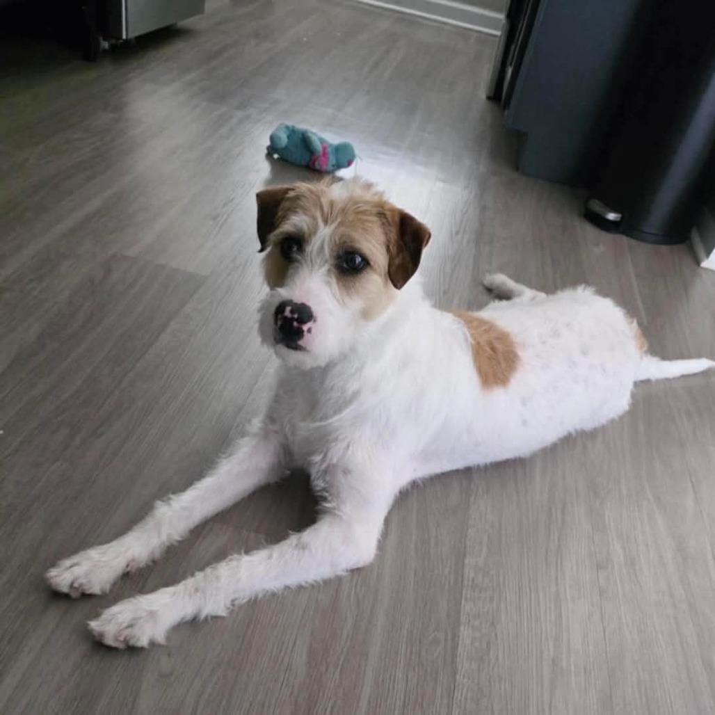 Bella, a Adoptable mixed breed in Goltry, OK image 2/5
