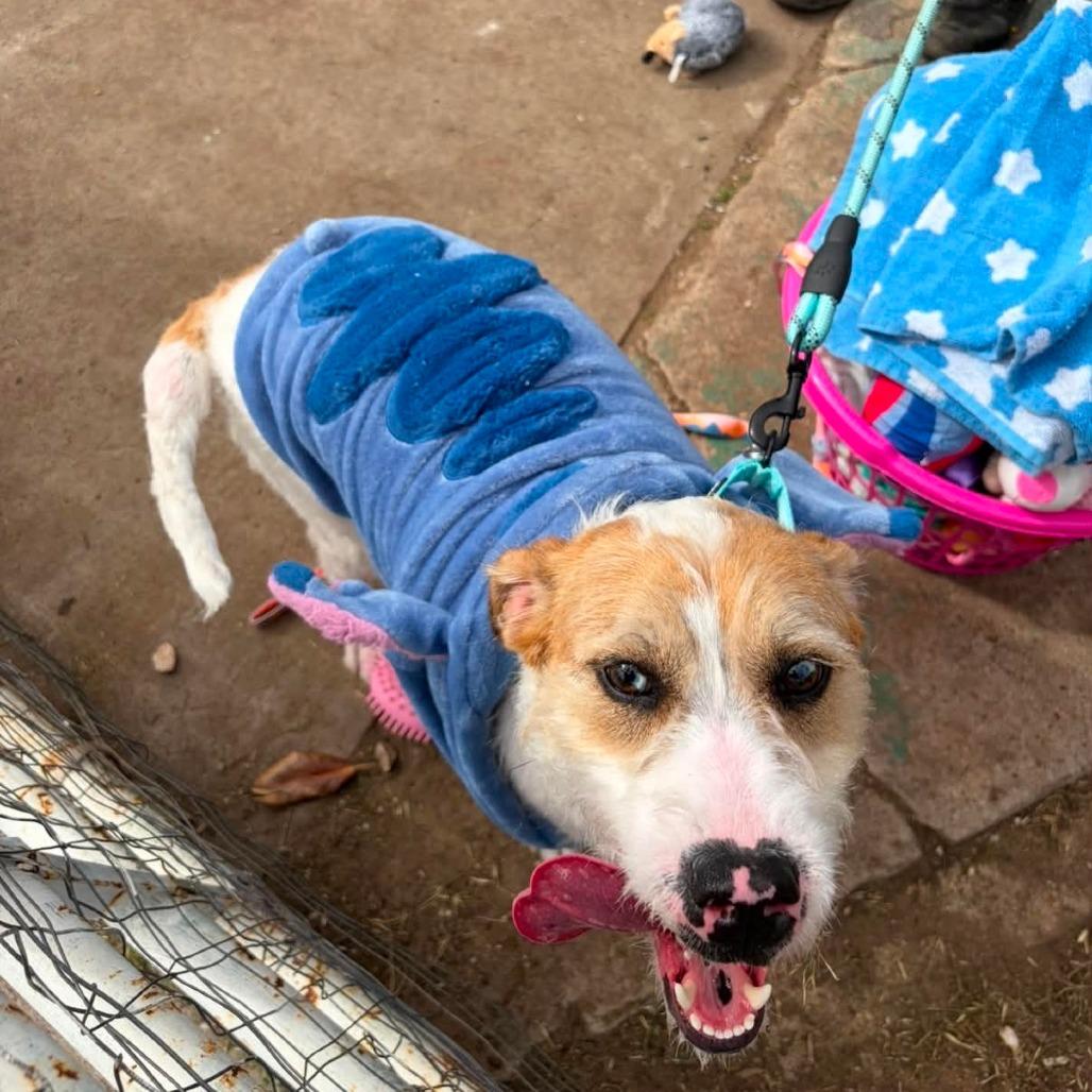 Bella, a Adoptable mixed breed in Goltry, OK image 3/5